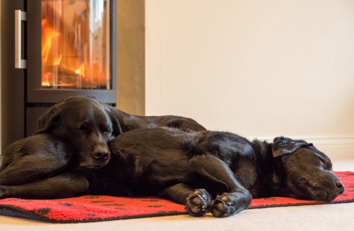 暖炉の前でくつろぐ犬