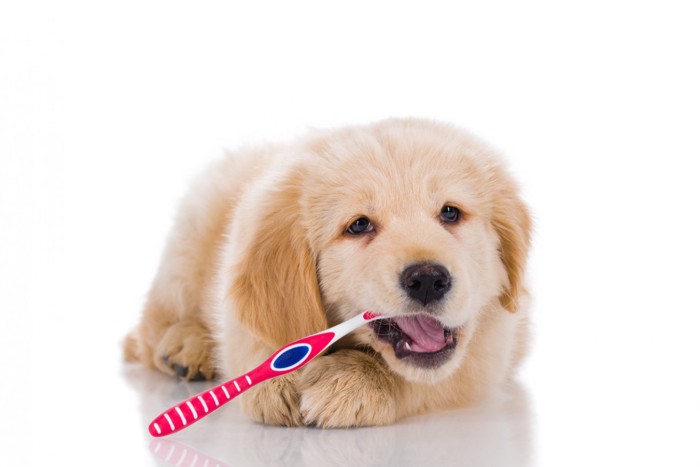 歯ブラシをくわえた子犬