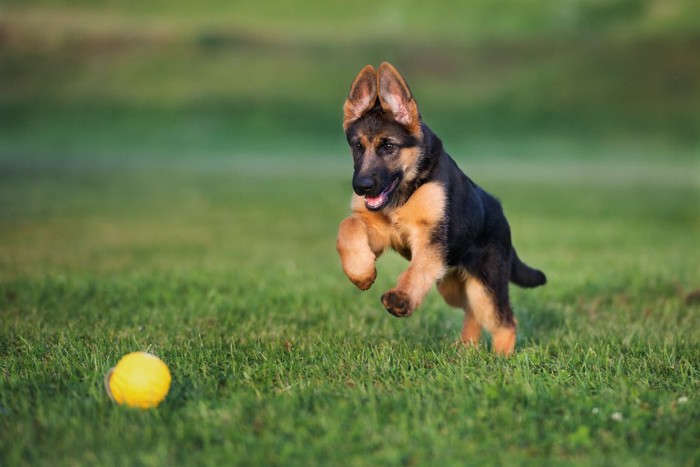 ボールを追いかけるシェパードの子犬