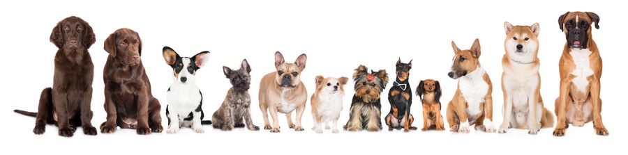 様々な犬種