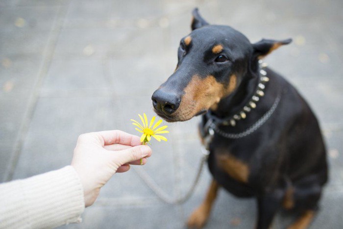 花のにおいをかぐ犬