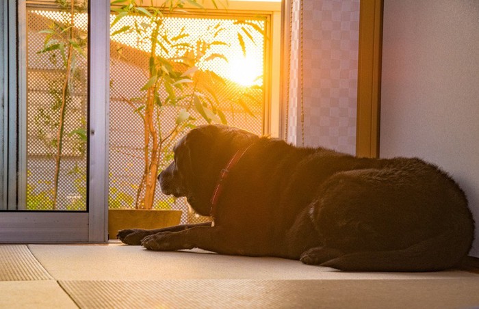 ポチ 窓際の黒い犬