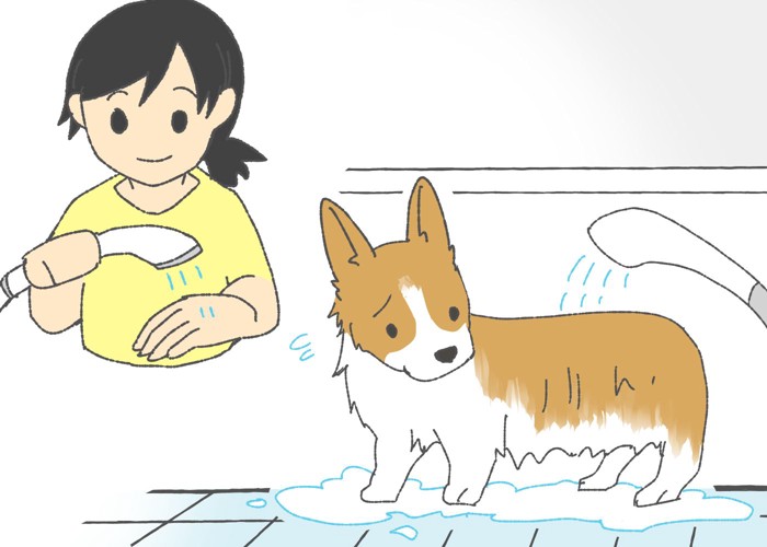 犬の体をシャワーで濡らす
