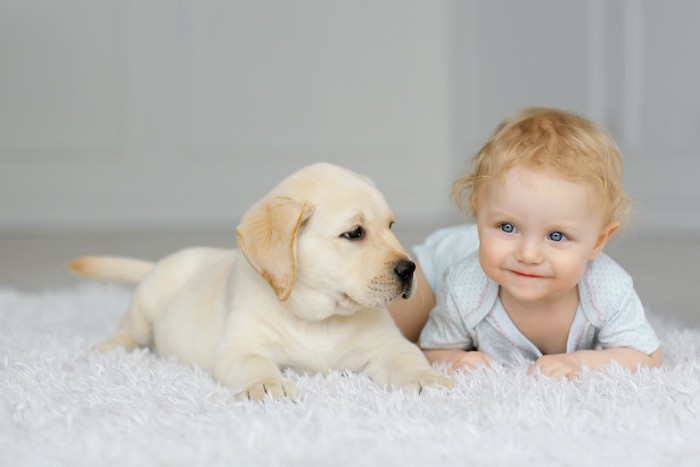 カーペットの上に伏せるラブラドールの子犬と赤ちゃん