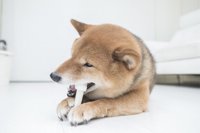 ガムを食べている柴犬