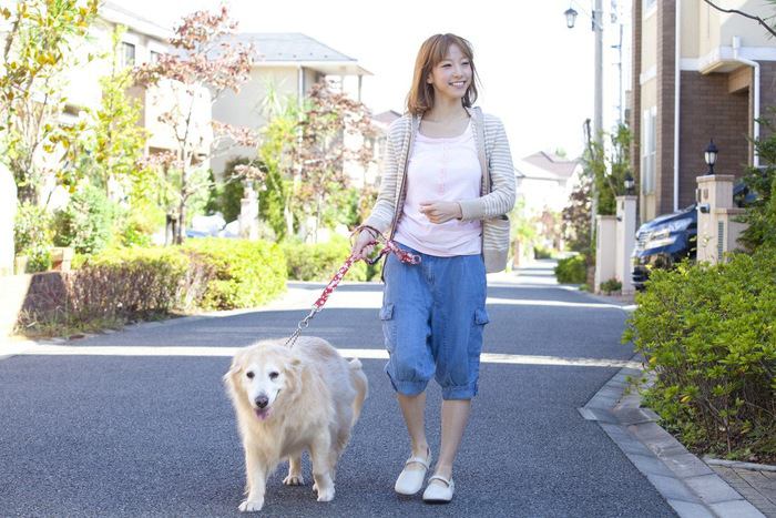 散歩する犬と女性