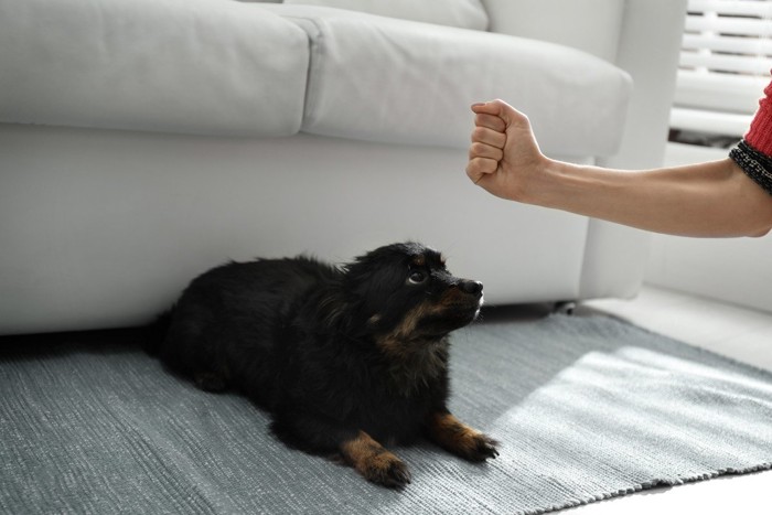 ソファーの前で伏せる犬と拳