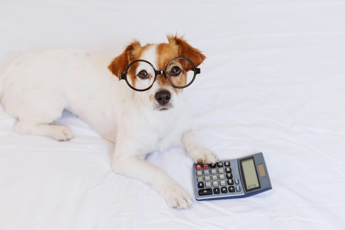 電卓で計算をする犬