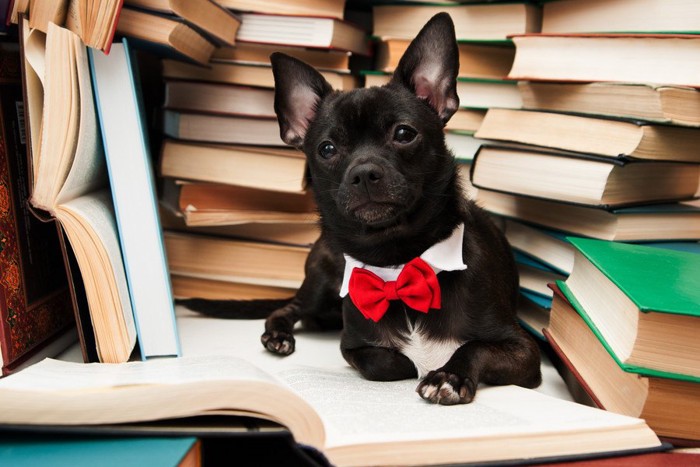 本と赤い蝶ネクタイの犬