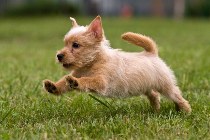 芝生の上を走る子犬