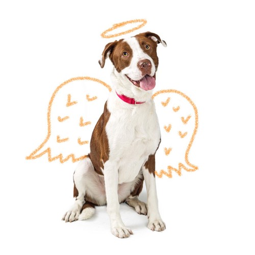 天使の輪と翼を書き加えた犬