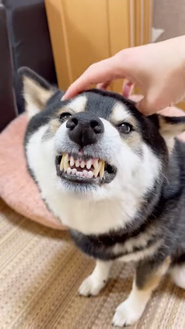 撫でられて歯を剥き出す犬