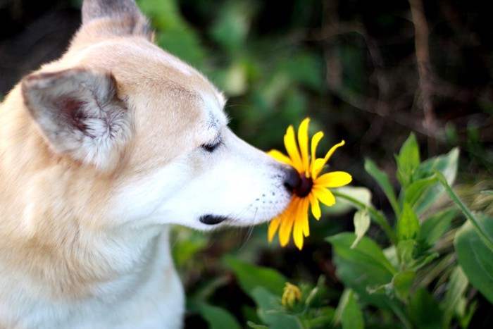 花のニオイを嗅ぐ犬