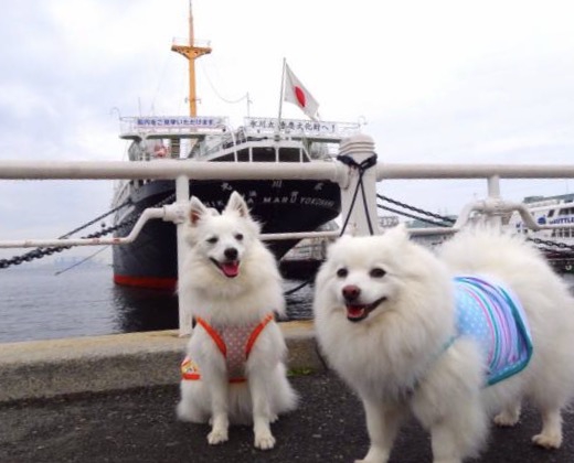 氷川丸と犬