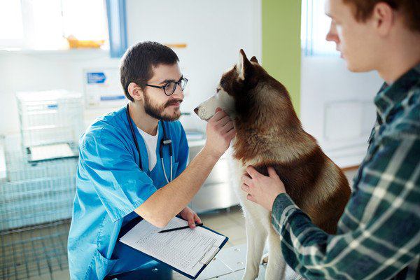 獣医師と犬