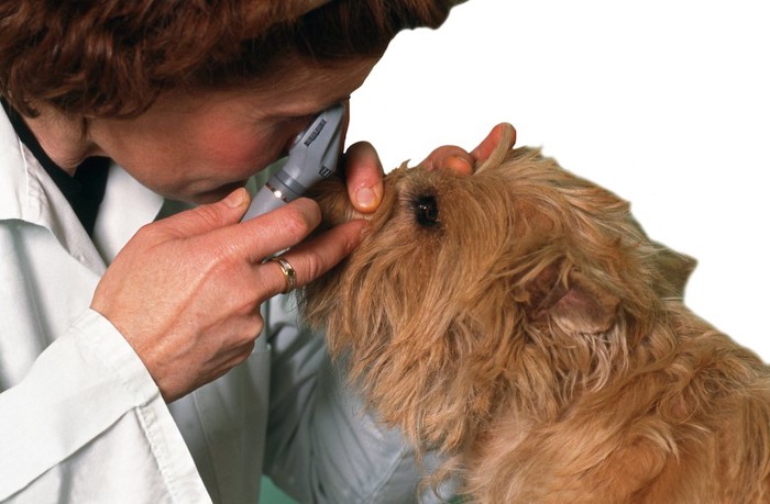 獣医師に目を診察されている犬