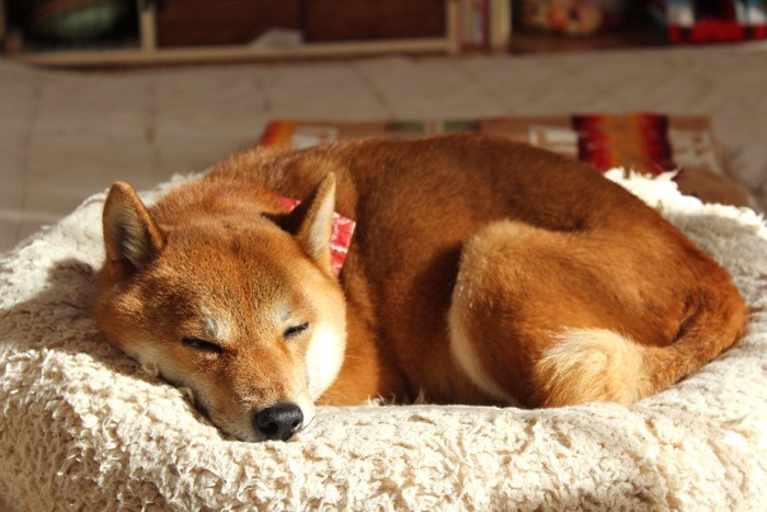 日向で寝る柴犬