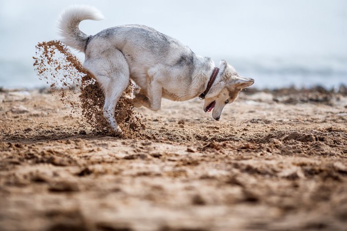 砂浜で穴を掘るハスキー犬