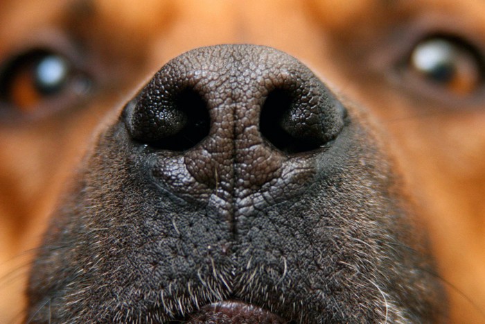 茶色い犬の鼻のクローズアップ