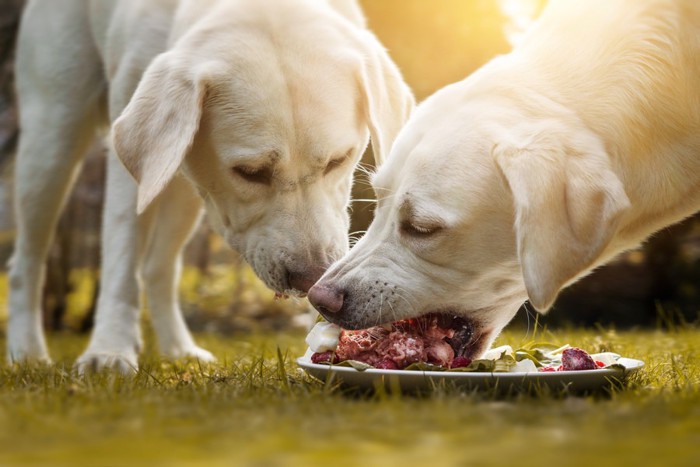生肉を食べる2匹の犬