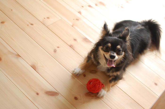 床の上で赤いボールで遊ぶチワワ