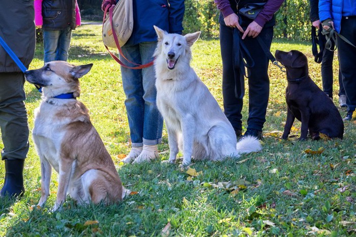 グループトレーニングに参加する犬と飼い主たち