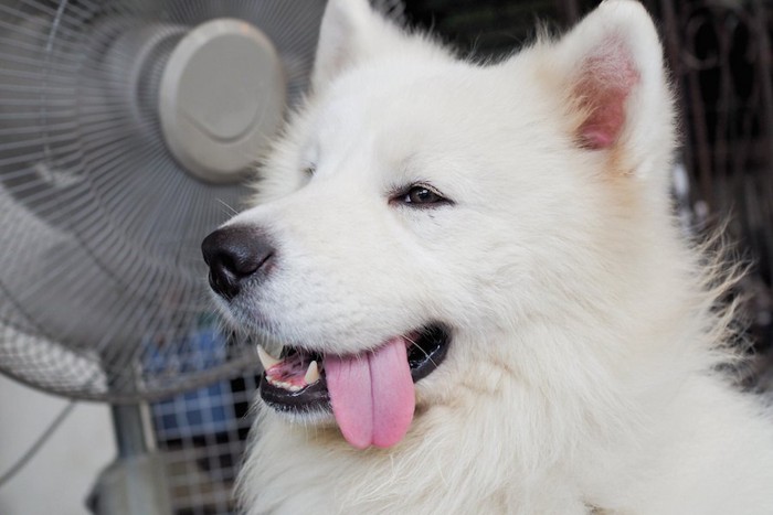 扇風機の前で舌を出す白い犬