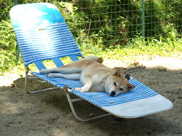 ビーチベッドで寝る芝犬