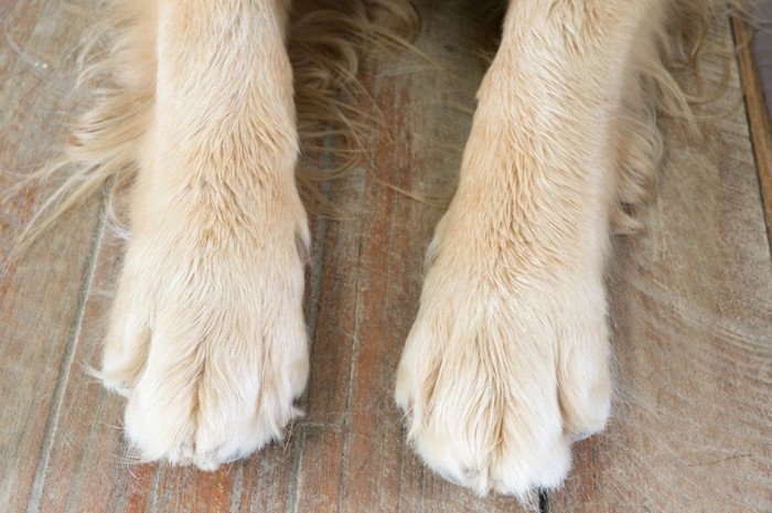 犬の前足