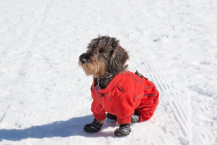雪の上に座る靴を履いた犬