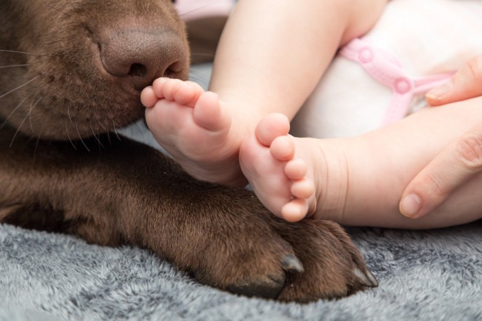 赤ちゃんの足と犬の鼻