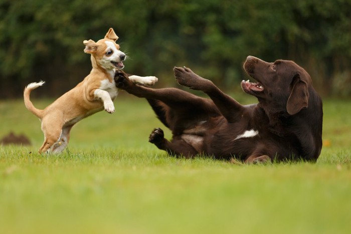 芝生の上で遊ぶ小型犬と大型犬