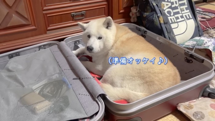 スーツケースにあいちゃんが…！