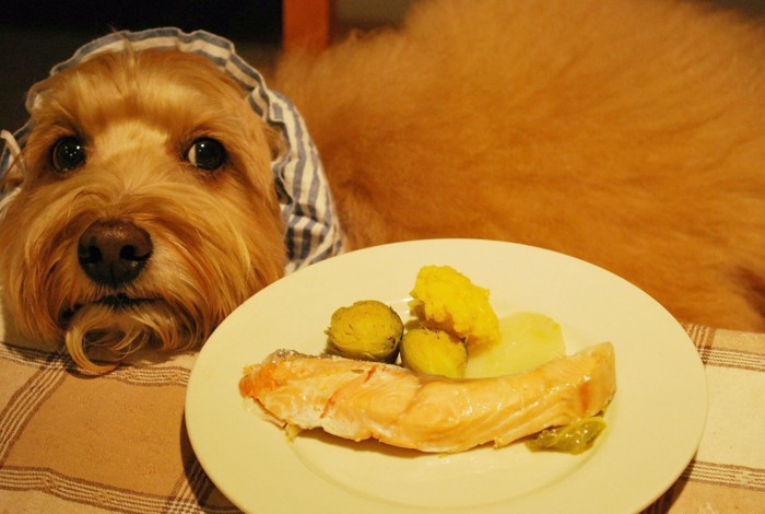早く食べたいなあ～。鮭のお料理とわんこの写真