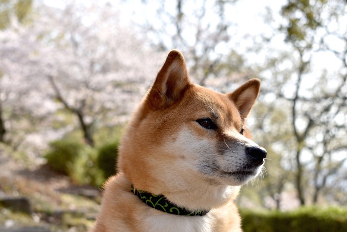 桜を背景にした柴犬