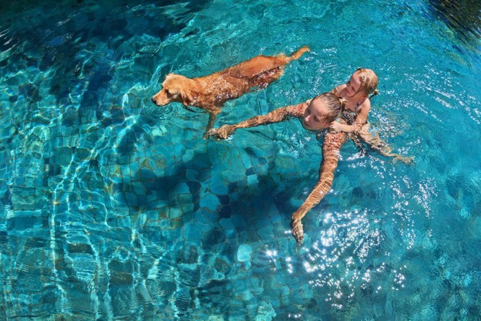 犬と泳ぐ人