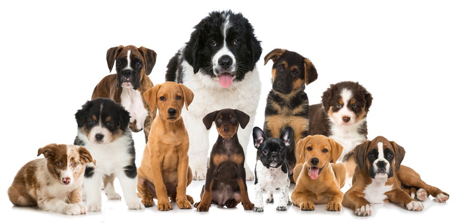 さまざまな犬種が並ぶ写真