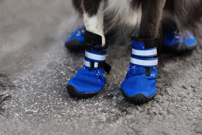 青い靴を履いた犬の足元