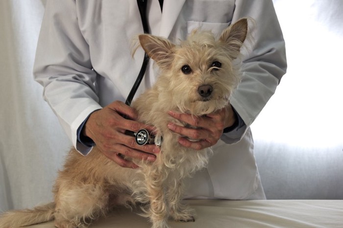 獣医師に聴診器を当てられるテリア犬