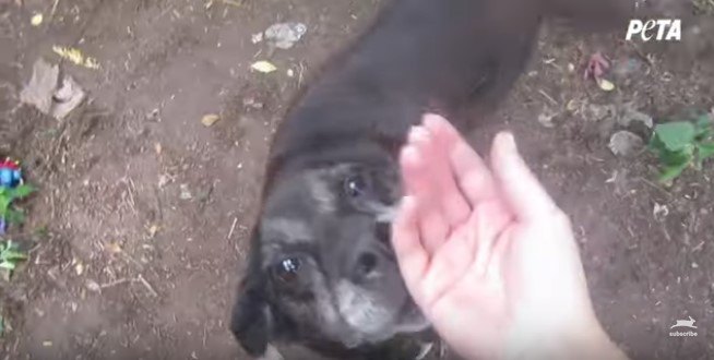 人の手に顔を寄せる犬