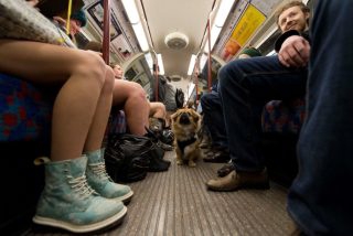犬がいる電車の様子