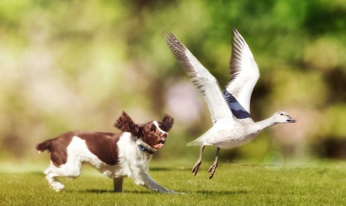 鳥を追いかけて走る犬