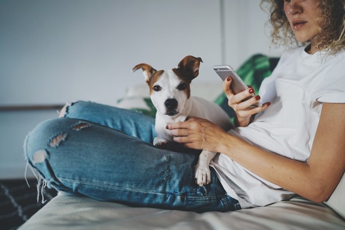 携帯を見る女性の膝に乗る犬