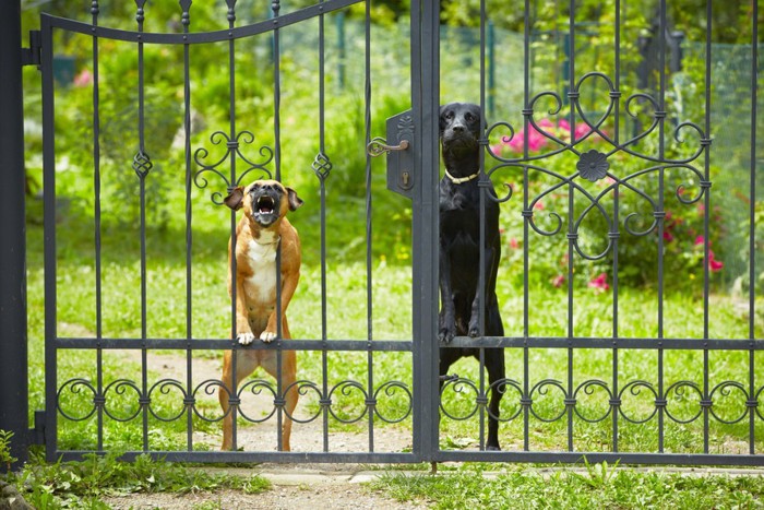 門の中から警戒している2匹の犬