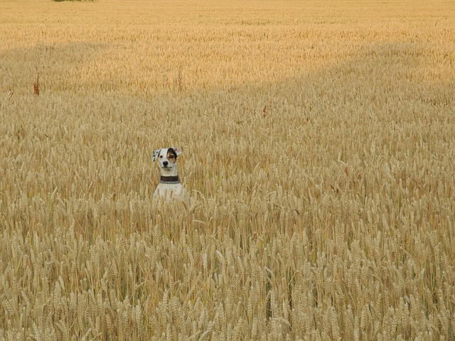 麦畑で顔を出す犬の写真