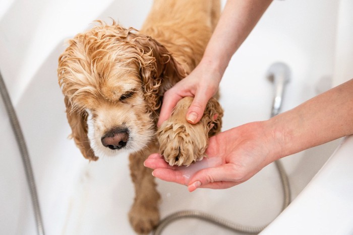 犬をお風呂の中で洗う