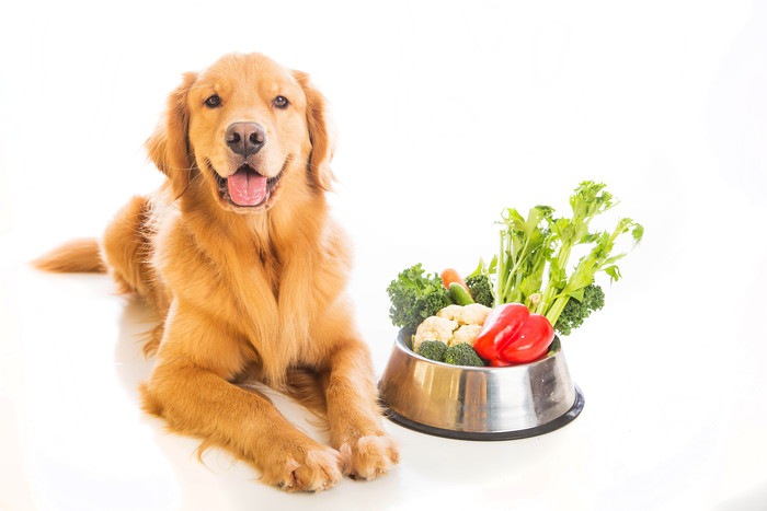 餌皿に載っている野菜にご満悦の犬