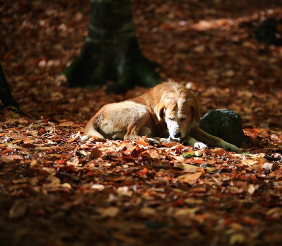 落ち葉の上で眠る犬