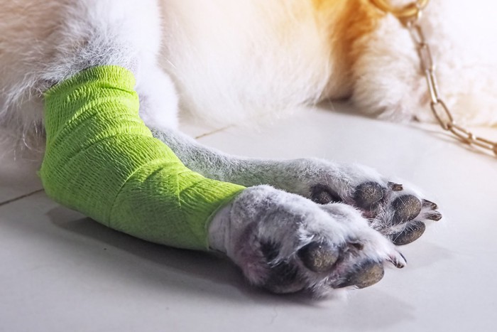怪我をした犬の足
