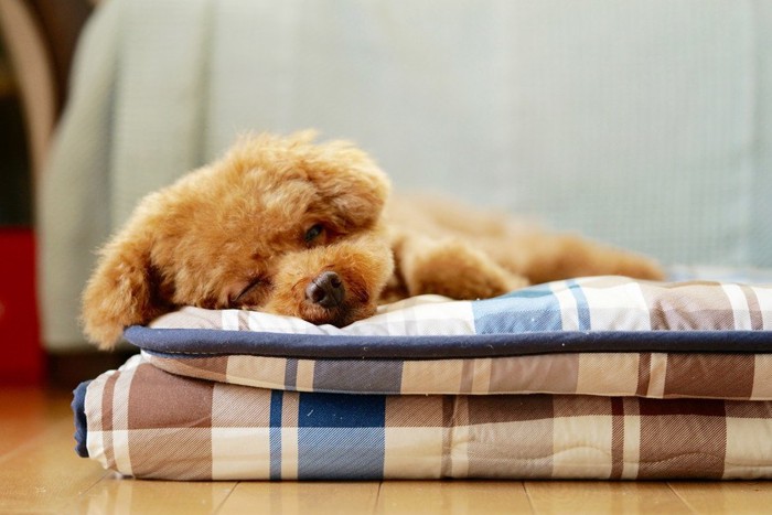 布団の上で眠る犬